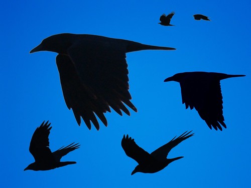 Flying Crows