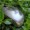 philosophermouseofthehedge