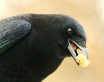 (image courtesy Jayne, nature 55)