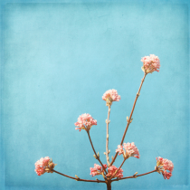 blossom