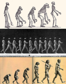 evolution